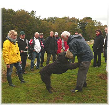 Elevage du CLOS DE LA LUETTE - COPYRIGHT DEPOSE